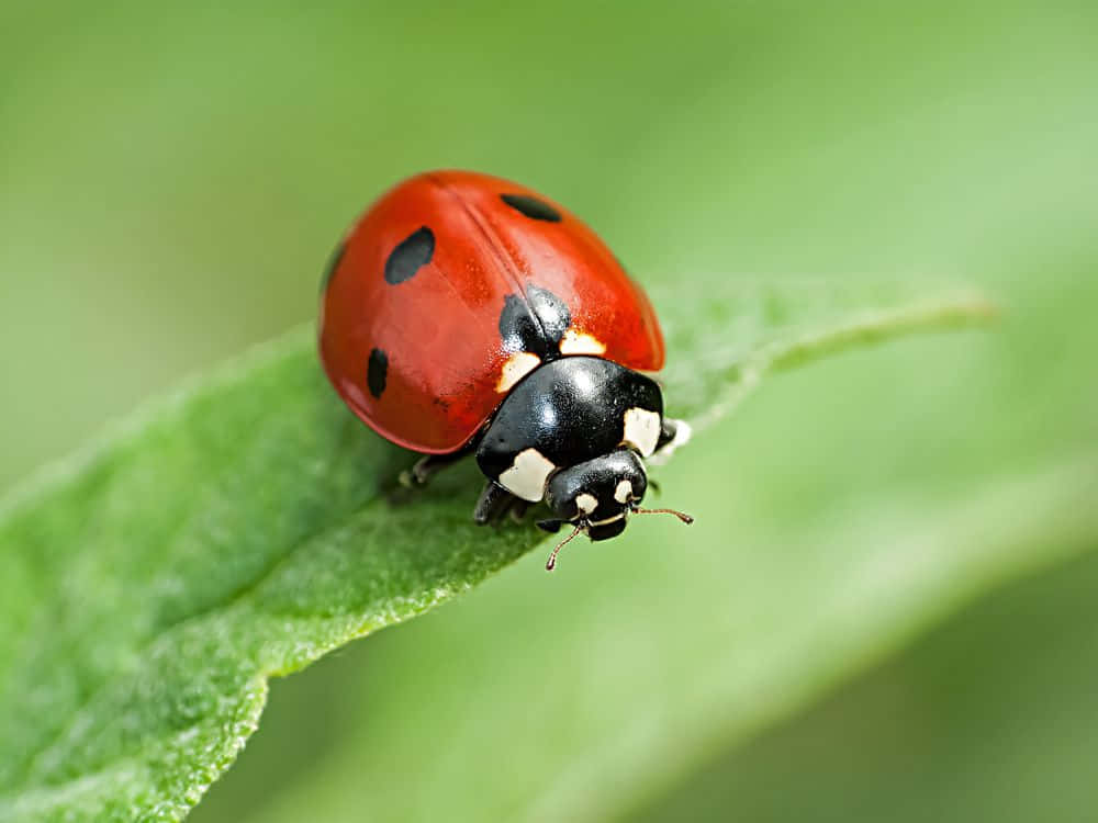 BetterMacro