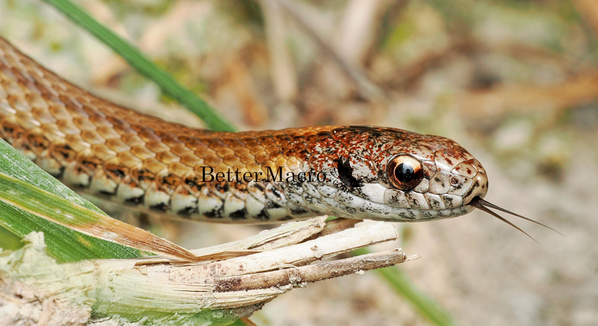 snake
