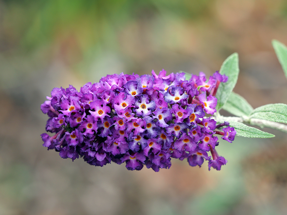 Buddleja davidii
