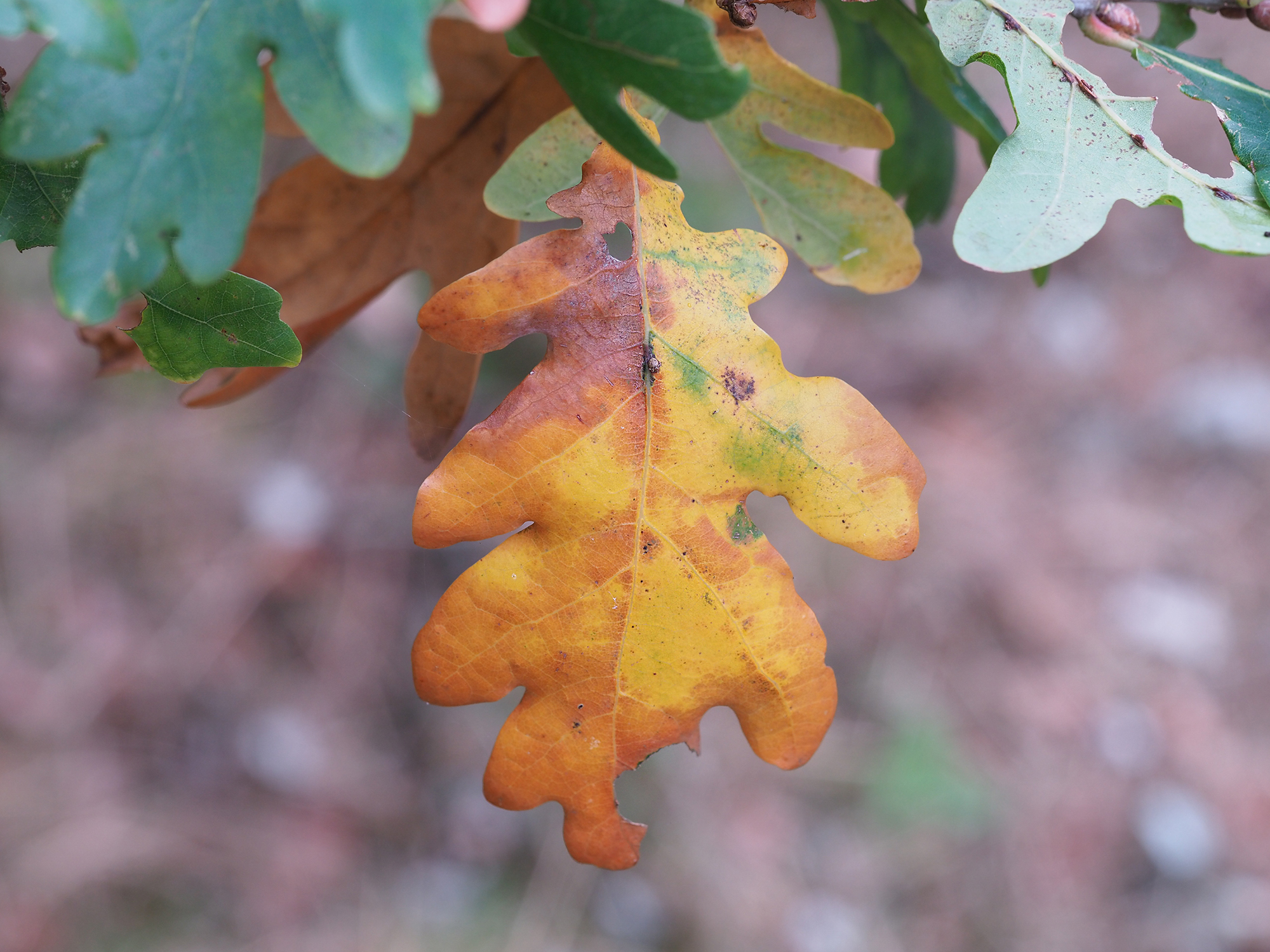 Automn leaves