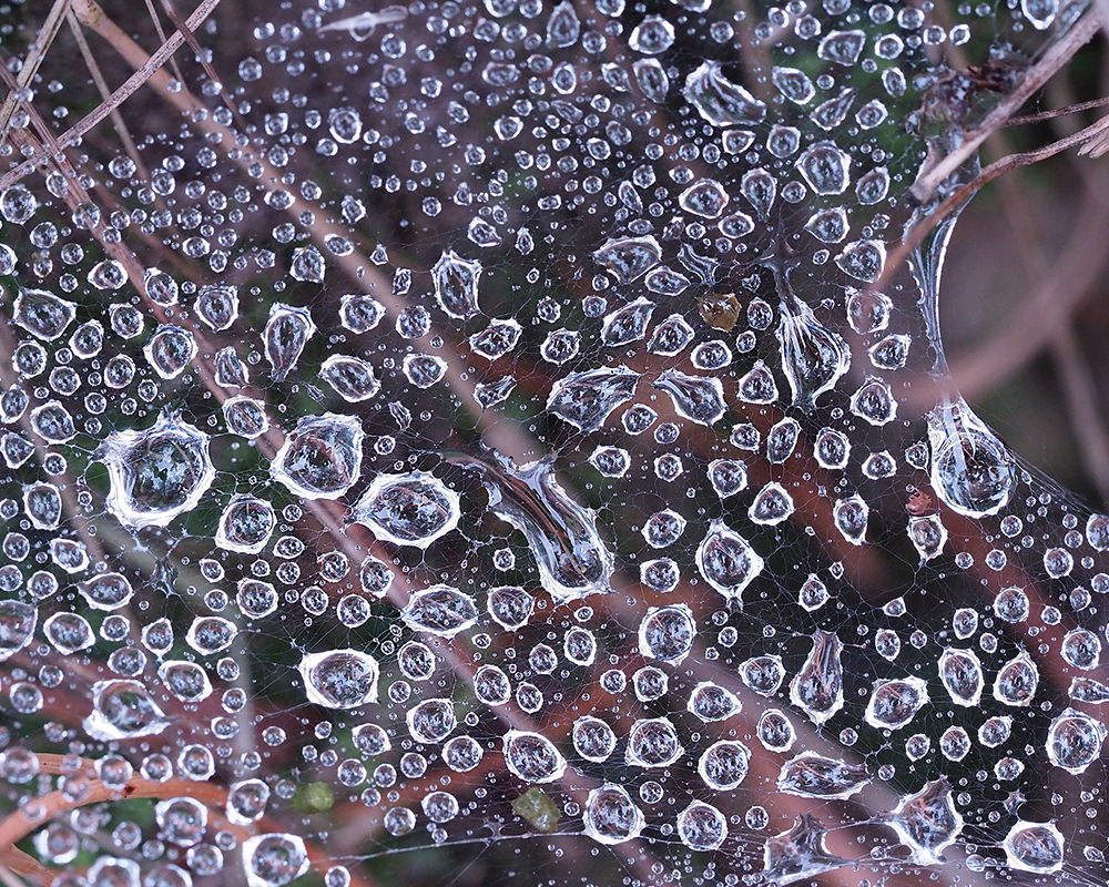 Water drops